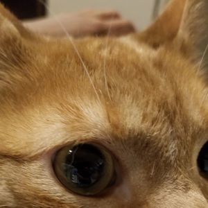 Meet your Posher, Barry jr